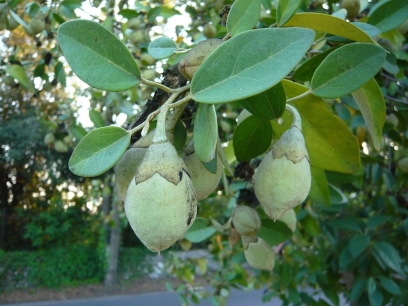 uno strano albero - Lagunaria patersonii